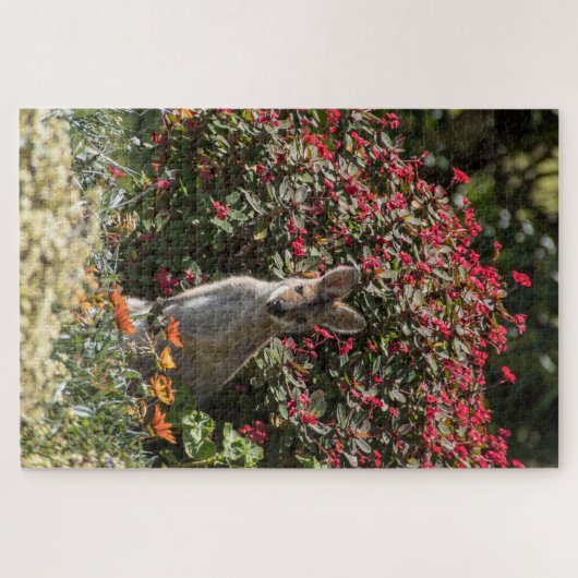 Kangaroo Legpuzzel (Horizontaal)