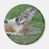 Kangaroo Magneet (Voorkant)