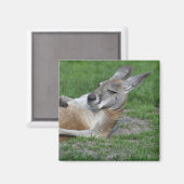 Kangaroo Magneet (Voorkant / Achterkant)