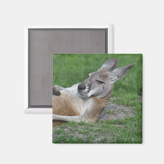 Kangaroo Magneet (Voorkant / Achterkant)