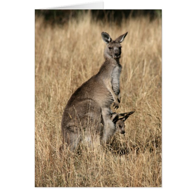 Kangaroo met Baby Joey in Pouch (Voorkant)
