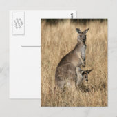 Kangaroo met Baby Joey in Pouch Briefkaart (Voorkant / Achterkant)