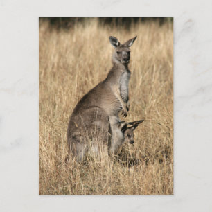 Kangaroo met Baby Joey in Pouch Briefkaart
