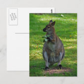 Kangaroo met eiken bladeren briefkaart (Voorkant / Achterkant)