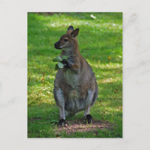 Kangaroo met eiken bladeren briefkaart