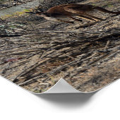 Kangaroo ondertussen in de Billabong, Poster (Hoek)