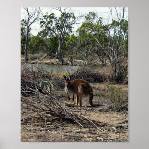 Kangaroo ondertussen in de Billabong, Poster