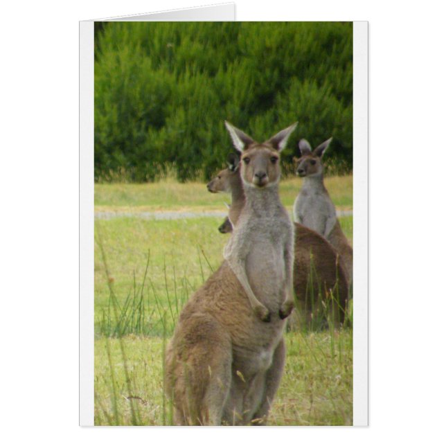 Kangaroo Paddock (Voorkant)