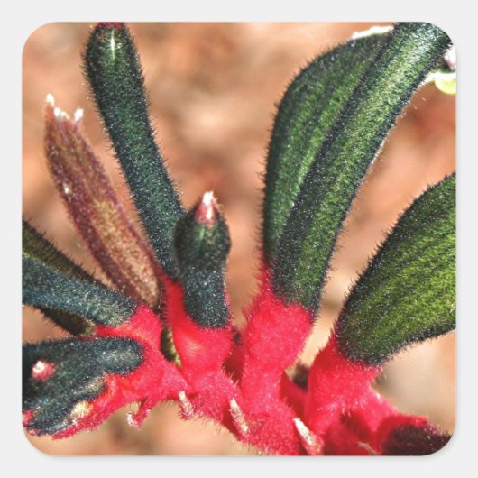 Kangaroo paw Australian flower in bloom Vierkante Sticker (Voorkant)