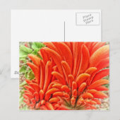 Kangaroo Paw Briefkaart (Voorkant / Achterkant)