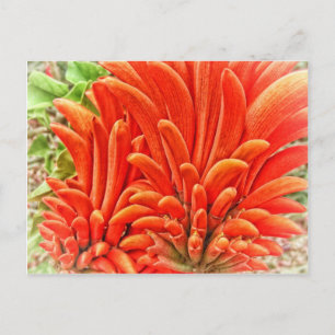 Kangaroo Paw Briefkaart