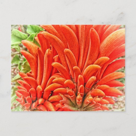 Kangaroo Paw Briefkaart (Voorkant)