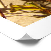 Kangaroo Paw Poster (Hoek)