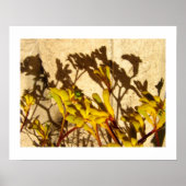 Kangaroo Paw Poster (Voorkant)