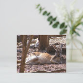 Kangaroo Picnic Briefkaart (Staand voorkant)