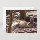 Kangaroo Picnic Briefkaart (Voorkant / Achterkant)