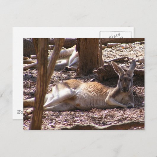 Kangaroo Picnic Briefkaart (Voorkant / Achterkant)