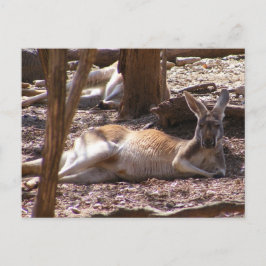 Kangaroo Picnic Briefkaart