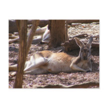 Kangaroo Picnic