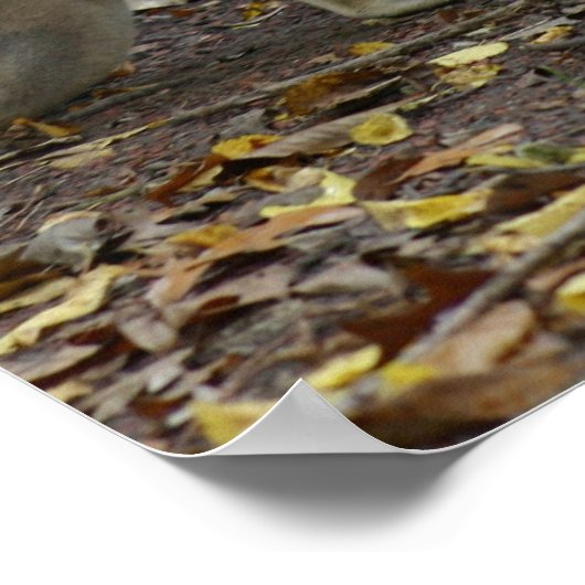 Kangaroo Poster (Hoek)