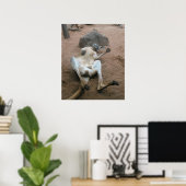 Kangaroo Poster (Thuiskantoor)