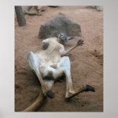 Kangaroo Poster (Voorkant)