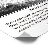  Kangaroo Rat Print (Hoek)