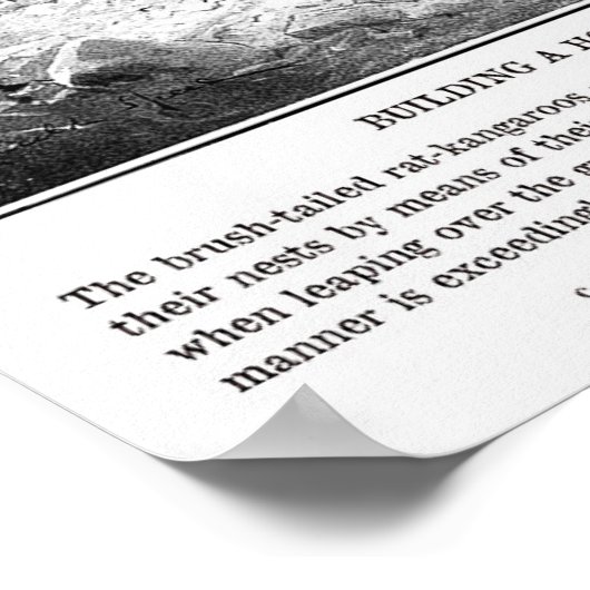 Kangaroo Rat Print (Hoek)