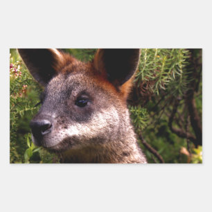 Kangaroo Rechthoekige Sticker