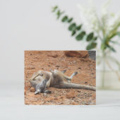 Kangaroo Rolling/Spelen in het vuile Briefkaart (Staand voorkant)