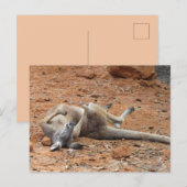 Kangaroo Rolling/Spelen in het vuile Briefkaart (Voorkant / Achterkant)