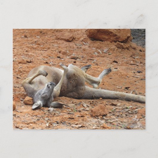 Kangaroo Rolling/Spelen in het vuile Briefkaart (Voorkant)