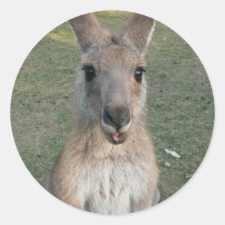 Kangaroo Ronde Sticker