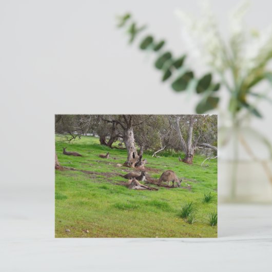 Kangaroo Siesta, Briefkaart (Staand voorkant)