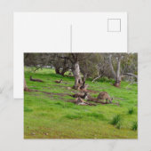 Kangaroo Siesta, Briefkaart (Voorkant / Achterkant)