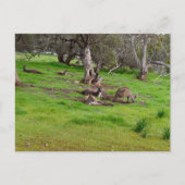 Kangaroo Siesta, Briefkaart (Voorkant)