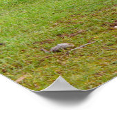 Kangaroo Siesta, Poster (Hoek)