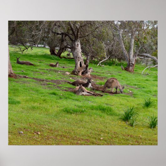 Kangaroo Siesta, Poster (Voorkant)