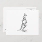 Kangaroo Skeleton Illustration - 1800's Briefkaart (Voorkant / Achterkant)