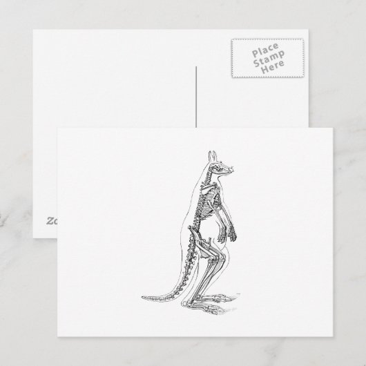  Kangaroo Skeleton Illustration - 1800's Briefkaart (Voorkant / Achterkant)