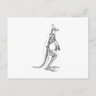 Kangaroo Skeleton Illustration - 1800's Briefkaart