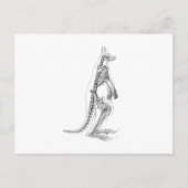  Kangaroo Skeleton Illustration - 1800's Briefkaart (Voorkant)
