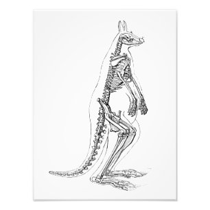  Kangaroo Skeleton Illustration - 1800's Foto Afdruk