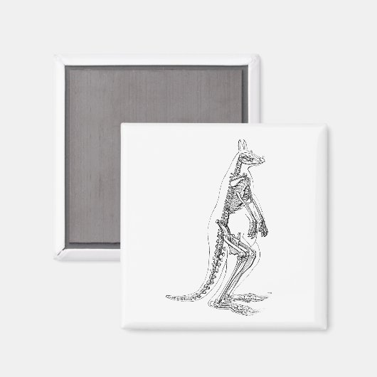 Kangaroo Skeleton Illustration - 1800's Magneet (Voorkant / Achterkant)
