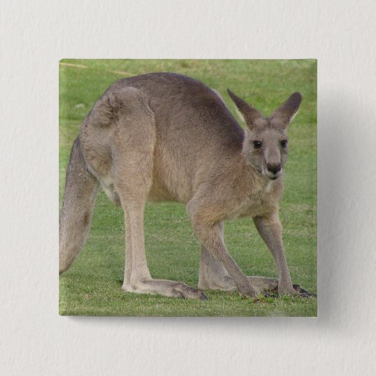Kangaroo Square Pin Vierkante Button 5,1 Cm (Voorkant)