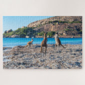 Kangaroo standoff op het strand, 1014 stukken legpuzzel (Horizontaal)