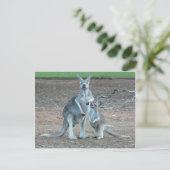 KangarooPostcard Briefkaart (Staand voorkant)