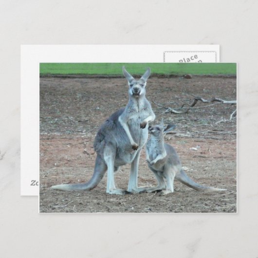    KangarooPostcard Briefkaart (Voorkant / Achterkant)
