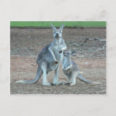    KangarooPostcard Briefkaart (Voorkant)