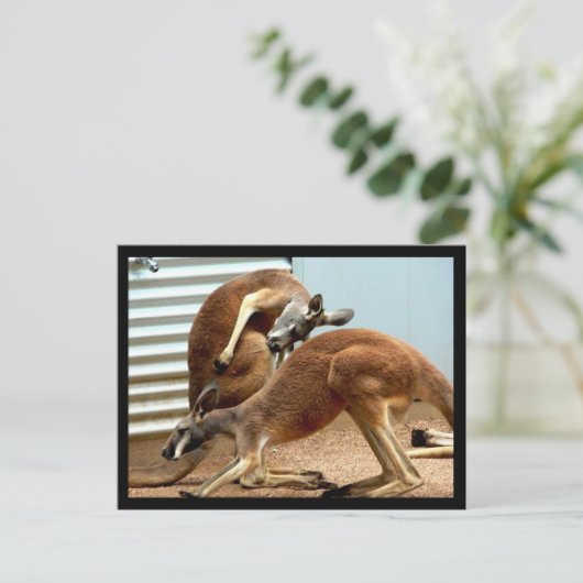Kangaroos Briefkaart (Staand voorkant)